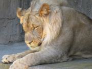 San Fransisco Zoo (41).JPG